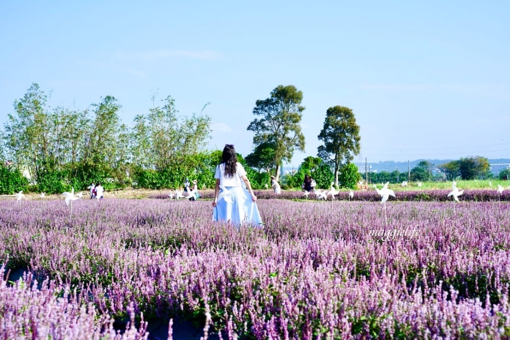 2022桃園楊梅仙草花節，大片紫色花海一秒踏進南法紫色普羅旺斯，超浪漫，免門票