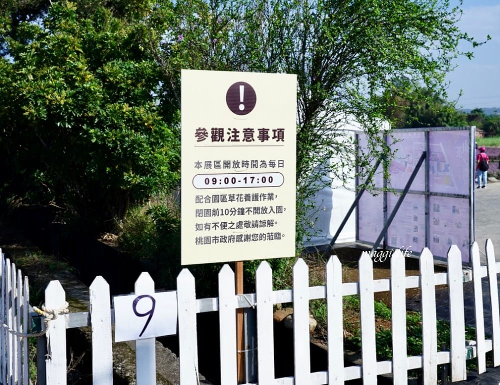 2022桃園楊梅仙草花節，大片紫色花海一秒踏進南法紫色普羅旺斯，超浪漫，免門票