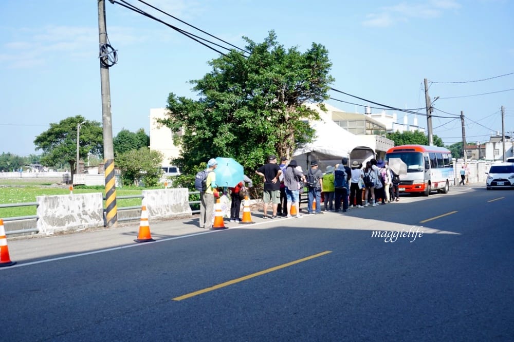 2022桃園楊梅仙草花節，大片紫色花海一秒踏進南法紫色普羅旺斯，超浪漫，免門票