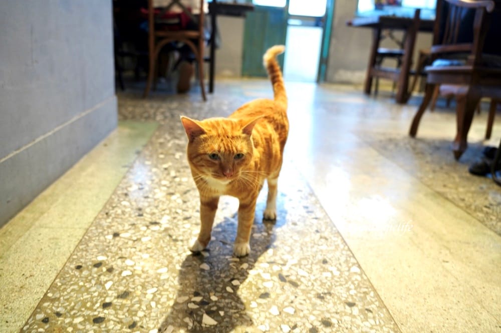 玫瑰山城柑仔店，新北瑞芳老宅景觀咖啡廳，看山看海無敵美景，還有貓出沒！