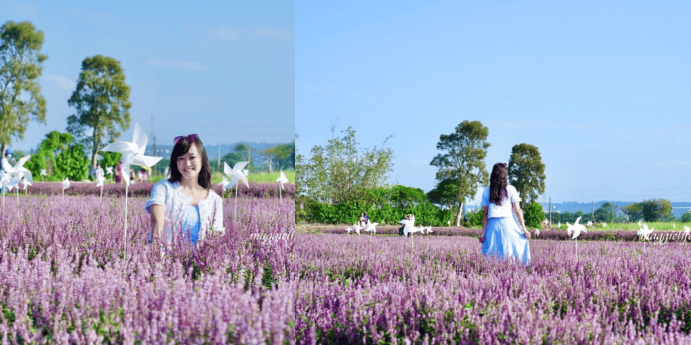 2022桃園楊梅仙草花節，大片紫色花海一秒踏進南法紫色普羅旺斯，超浪漫，免門票