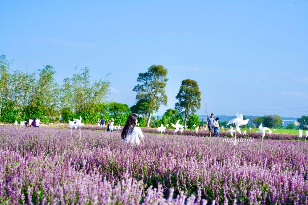 2022桃園楊梅仙草花節，大片紫色花海一秒踏進南法紫色普羅旺斯，超浪漫，免門票