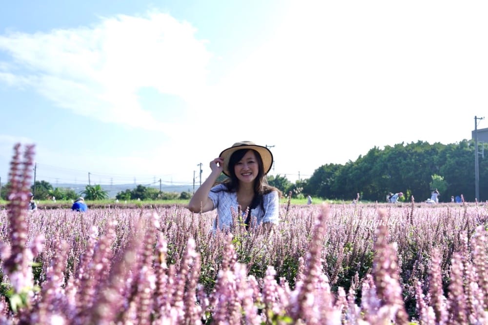 2022桃園楊梅仙草花節，大片紫色花海一秒踏進南法紫色普羅旺斯，超浪漫，免門票