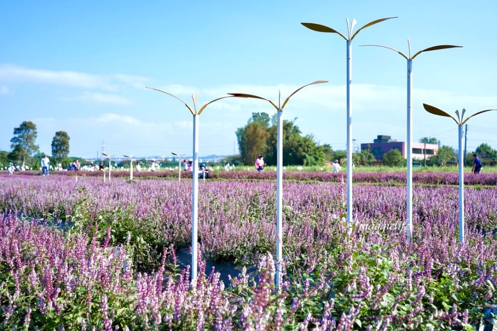 2022桃園楊梅仙草花節，大片紫色花海一秒踏進南法紫色普羅旺斯，超浪漫，免門票