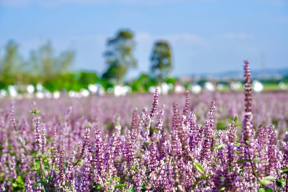 2022桃園楊梅仙草花節，大片紫色花海一秒踏進南法紫色普羅旺斯，超浪漫，免門票