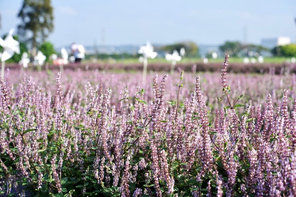 2022桃園楊梅仙草花節，大片紫色花海一秒踏進南法紫色普羅旺斯，超浪漫，免門票