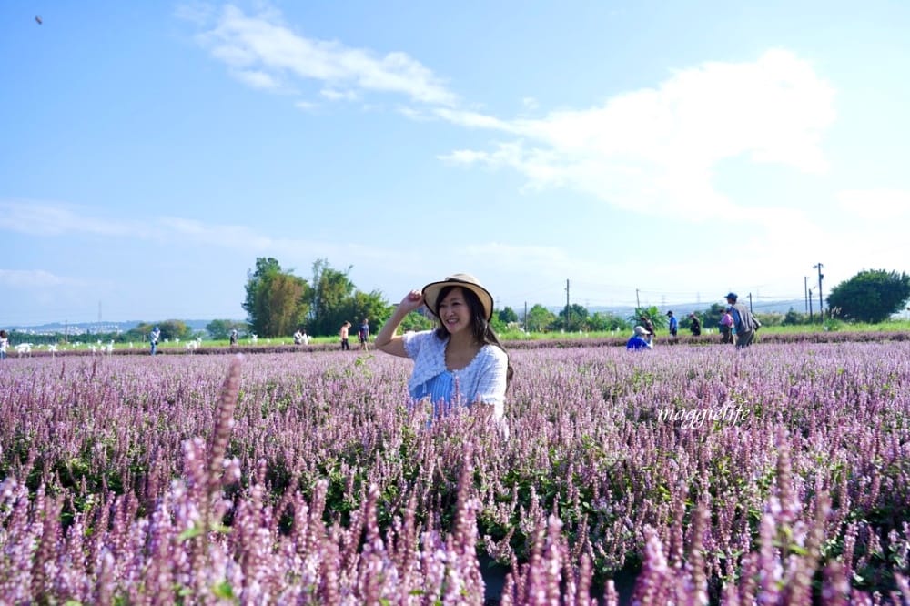 2022桃園楊梅仙草花節，大片紫色花海一秒踏進南法紫色普羅旺斯，超浪漫，免門票