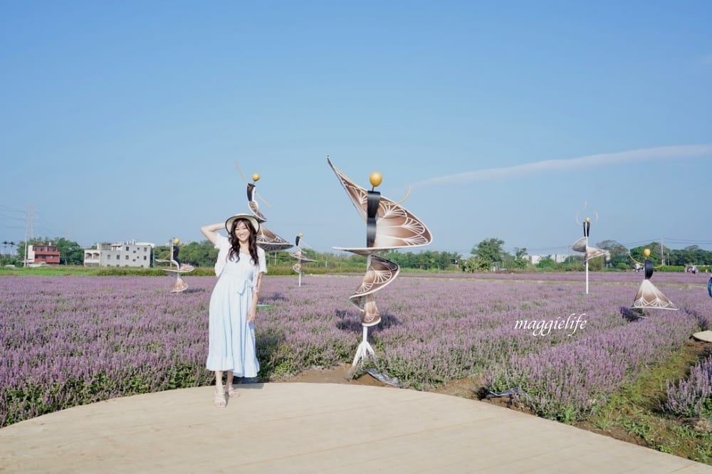 2022桃園楊梅仙草花節，大片紫色花海一秒踏進南法紫色普羅旺斯，超浪漫，免門票
