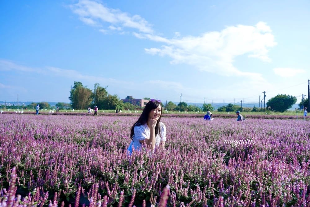 2022桃園楊梅仙草花節，大片紫色花海一秒踏進南法紫色普羅旺斯，超浪漫，免門票