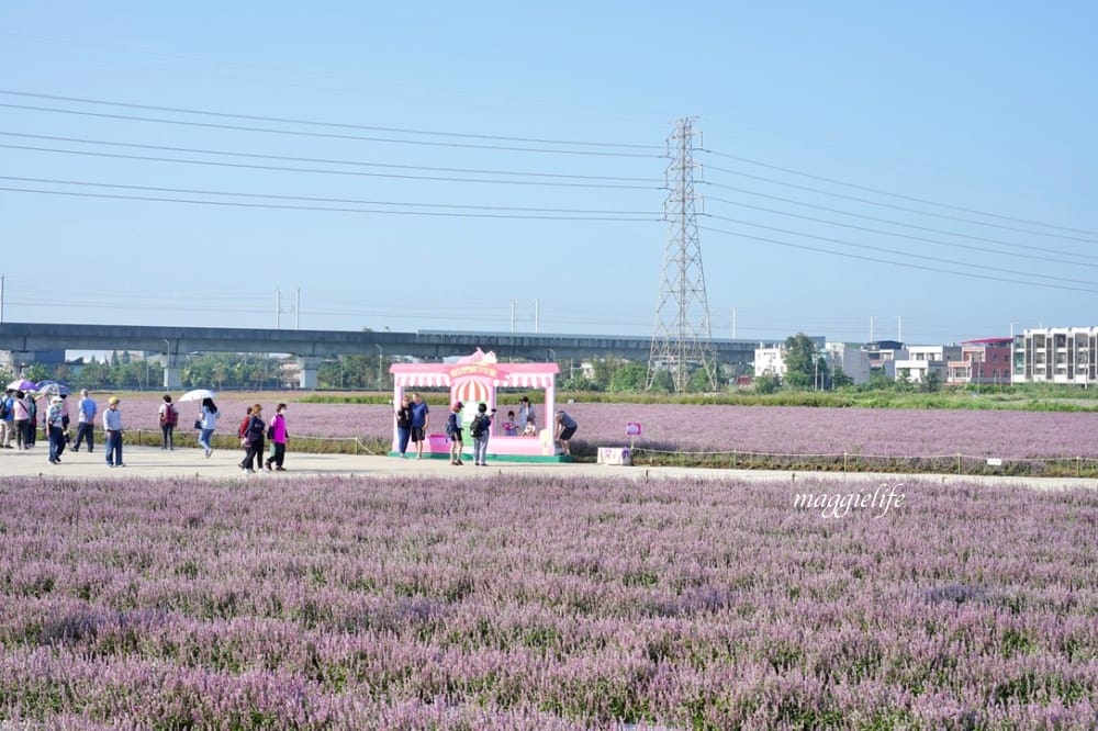 2022桃園楊梅仙草花節，大片紫色花海一秒踏進南法紫色普羅旺斯，超浪漫，免門票