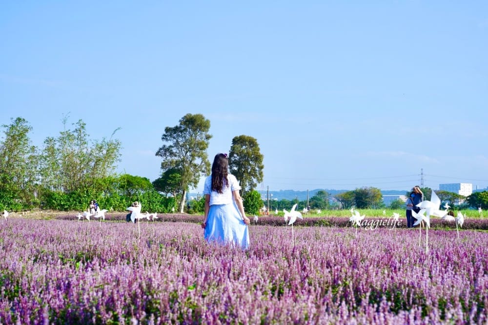 2022桃園楊梅仙草花節，大片紫色花海一秒踏進南法紫色普羅旺斯，超浪漫，免門票