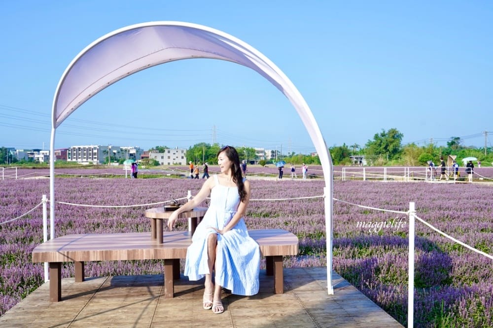2022桃園楊梅仙草花節，大片紫色花海一秒踏進南法紫色普羅旺斯，超浪漫，免門票