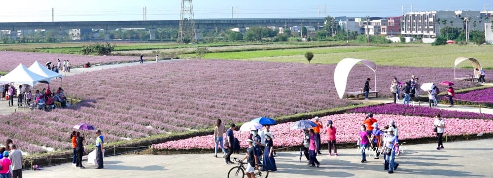 2022桃園楊梅仙草花節，大片紫色花海一秒踏進南法紫色普羅旺斯，超浪漫，免門票