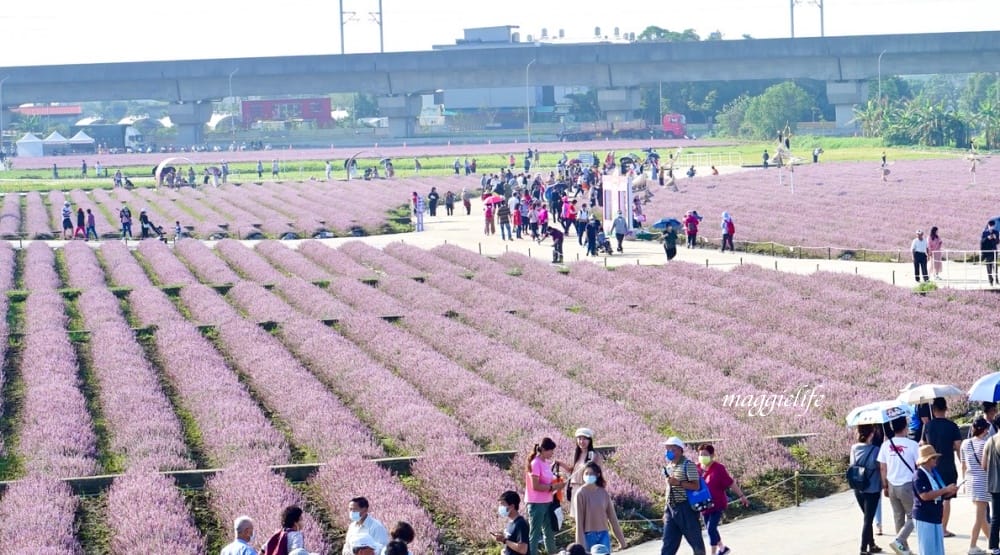 2022桃園楊梅仙草花節，大片紫色花海一秒踏進南法紫色普羅旺斯，超浪漫，免門票
