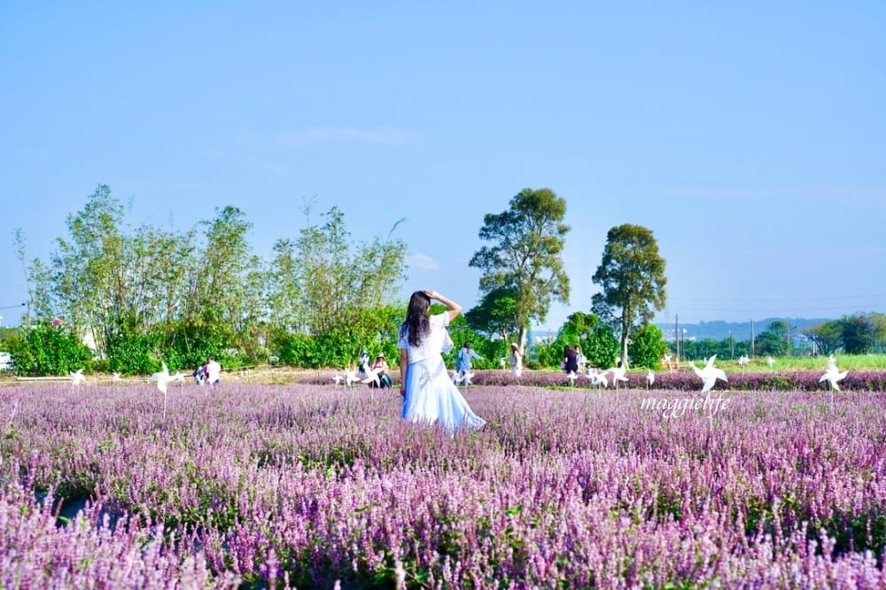 2022桃園楊梅仙草花節，大片紫色花海一秒踏進南法紫色普羅旺斯，超浪漫，免門票