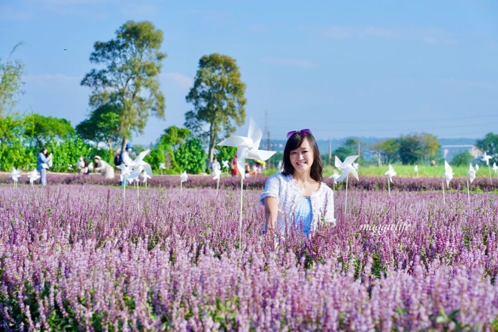 2022桃園楊梅仙草花節，大片紫色花海一秒踏進南法紫色普羅旺斯，超浪漫，免門票