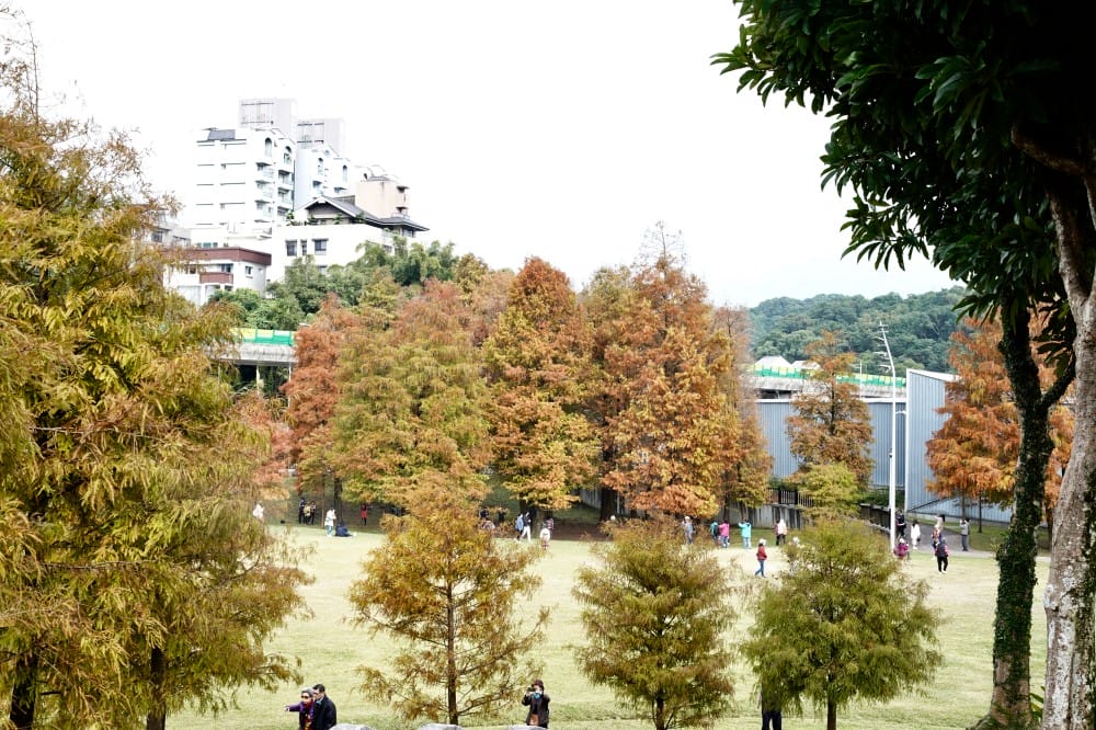 台北｜內湖大湖公園落羽松，野餐親子一日遊，帶毛孩步道散步，觀賞全台最美錦帶橋