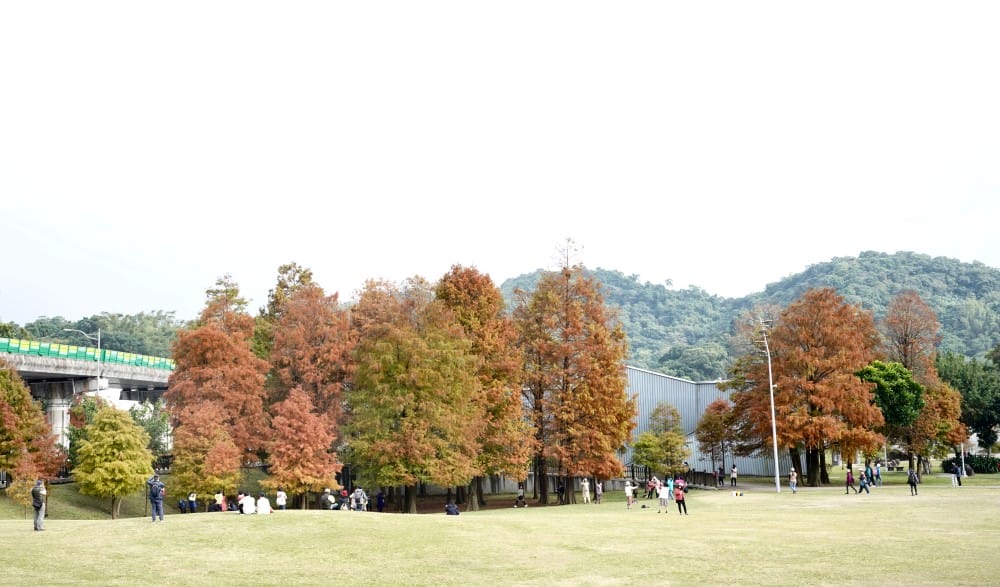 台北｜內湖大湖公園落羽松，野餐親子一日遊，帶毛孩步道散步，觀賞全台最美錦帶橋