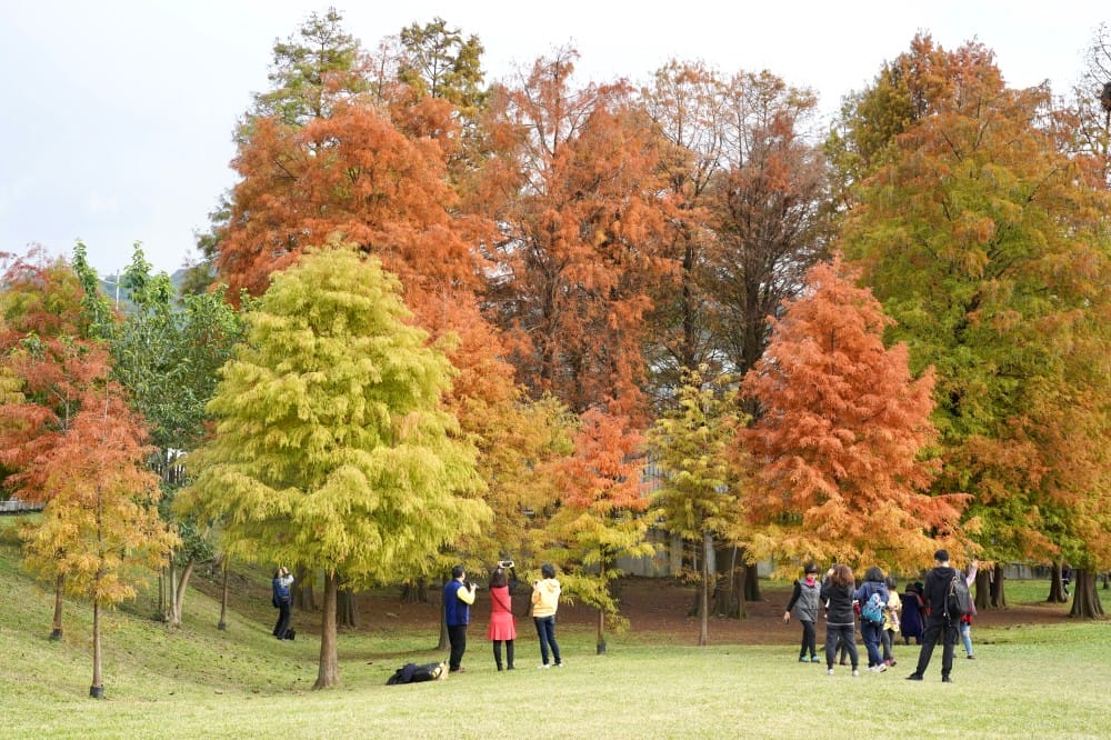 台北｜內湖大湖公園落羽松，野餐親子一日遊，帶毛孩步道散步，觀賞全台最美錦帶橋