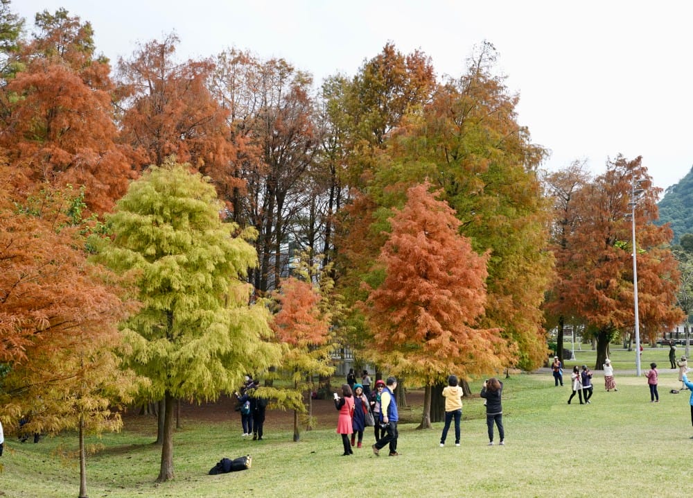 台北｜內湖大湖公園落羽松，野餐親子一日遊，帶毛孩步道散步，觀賞全台最美錦帶橋