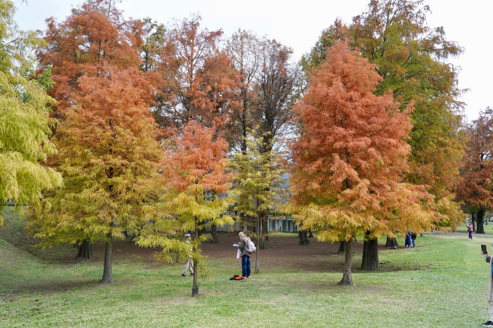 台北｜內湖大湖公園落羽松，野餐親子一日遊，帶毛孩步道散步，觀賞全台最美錦帶橋