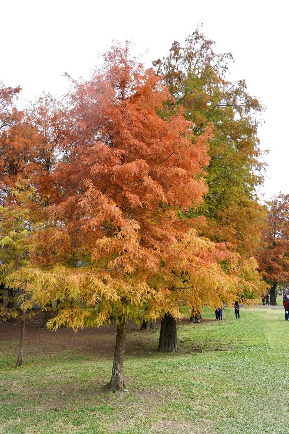 台北｜內湖大湖公園落羽松，野餐親子一日遊，帶毛孩步道散步，觀賞全台最美錦帶橋