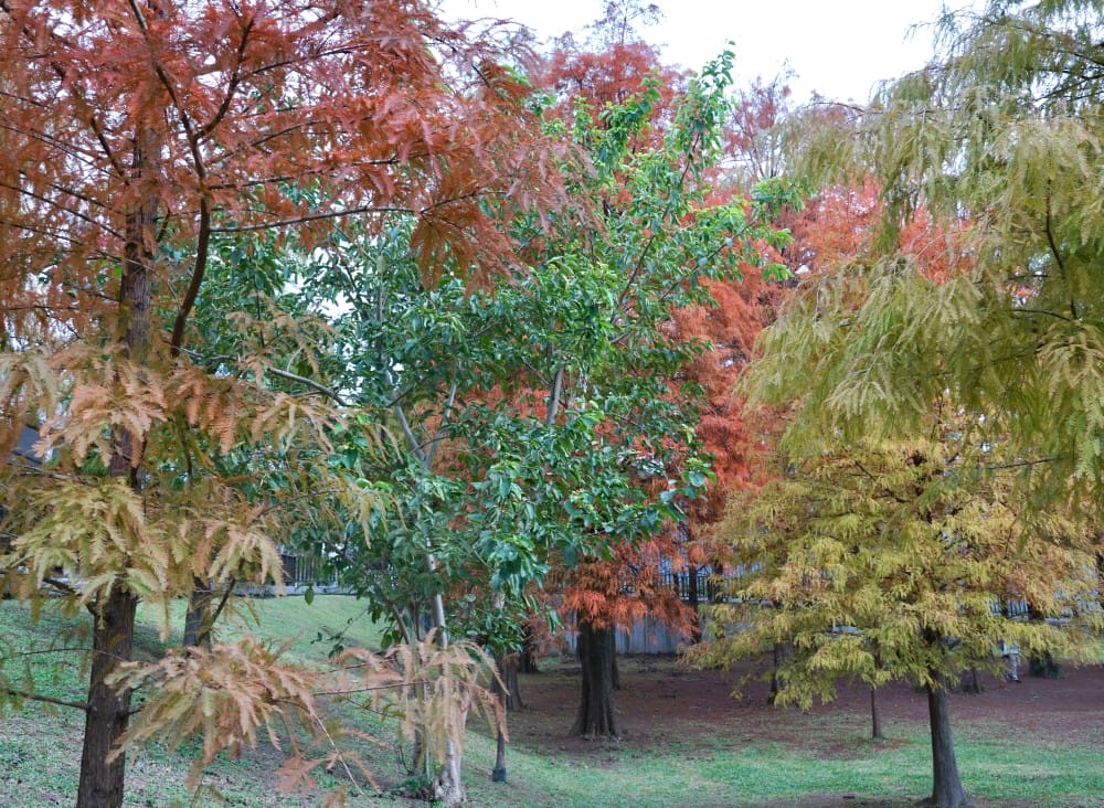 台北｜內湖大湖公園落羽松，野餐親子一日遊，帶毛孩步道散步，觀賞全台最美錦帶橋