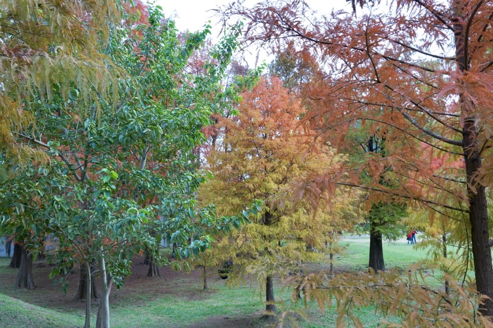 台北｜內湖大湖公園落羽松，野餐親子一日遊，帶毛孩步道散步，觀賞全台最美錦帶橋