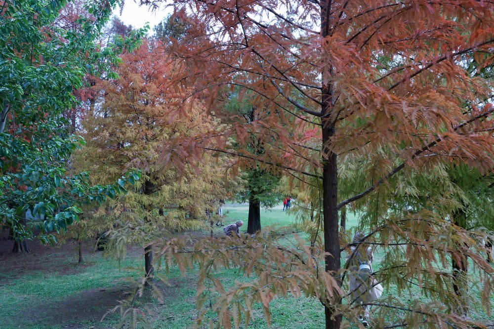 台北｜內湖大湖公園落羽松，野餐親子一日遊，帶毛孩步道散步，觀賞全台最美錦帶橋