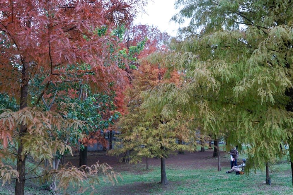 台北｜內湖大湖公園落羽松，野餐親子一日遊，帶毛孩步道散步，觀賞全台最美錦帶橋