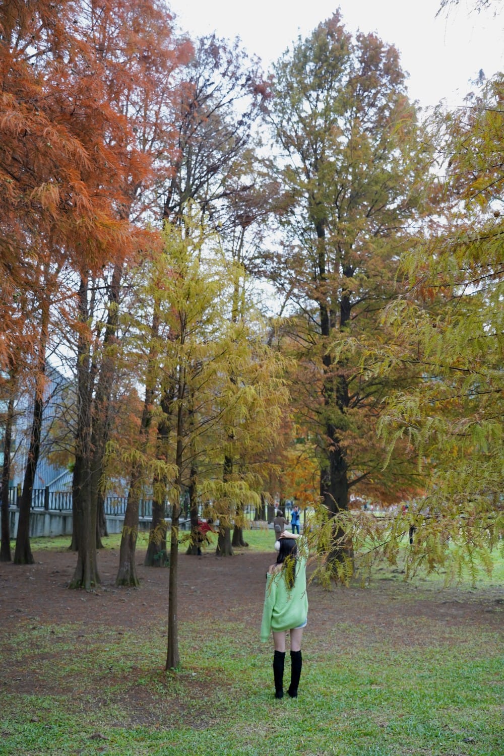 台北｜內湖大湖公園落羽松，野餐親子一日遊，帶毛孩步道散步，觀賞全台最美錦帶橋