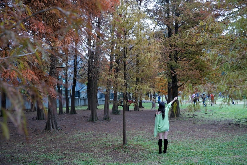 台北｜內湖大湖公園落羽松，野餐親子一日遊，帶毛孩步道散步，觀賞全台最美錦帶橋