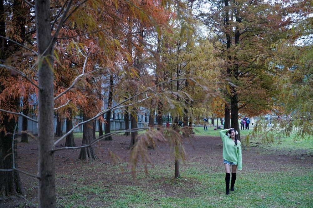 台北｜內湖大湖公園落羽松，野餐親子一日遊，帶毛孩步道散步，觀賞全台最美錦帶橋