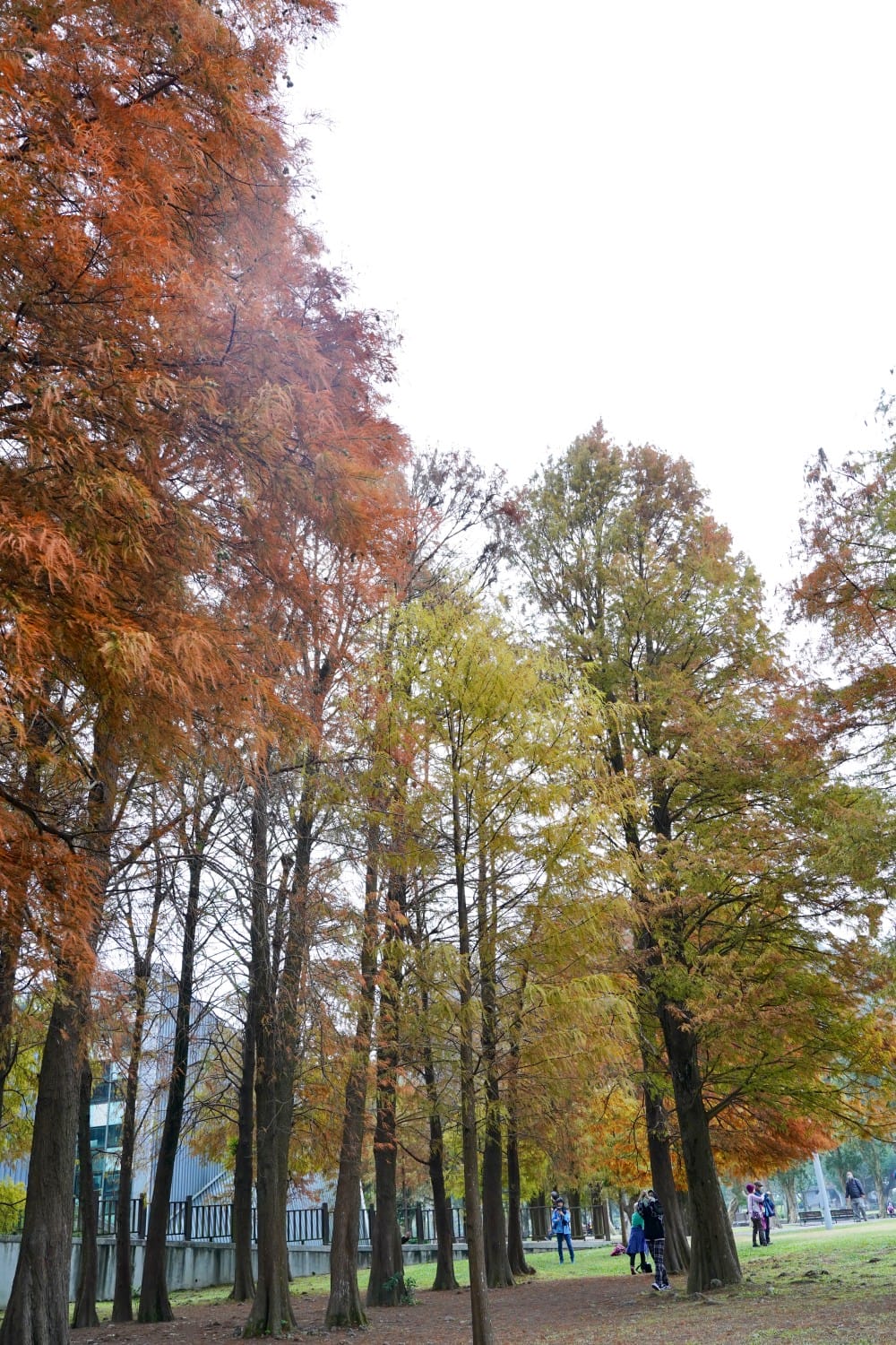 台北｜內湖大湖公園落羽松，野餐親子一日遊，帶毛孩步道散步，觀賞全台最美錦帶橋