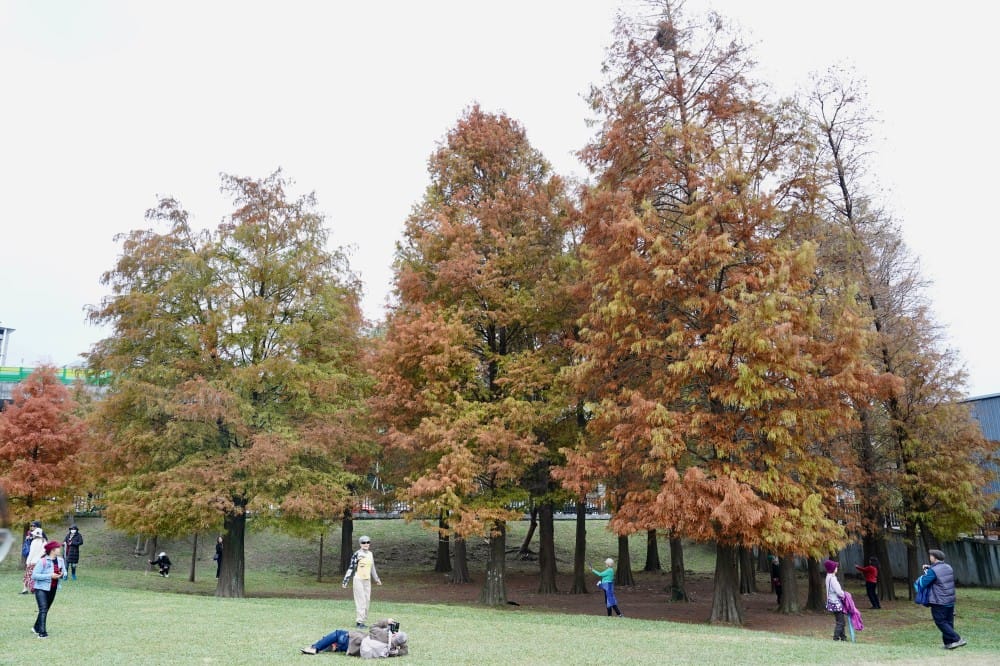 台北｜內湖大湖公園落羽松，野餐親子一日遊，帶毛孩步道散步，觀賞全台最美錦帶橋