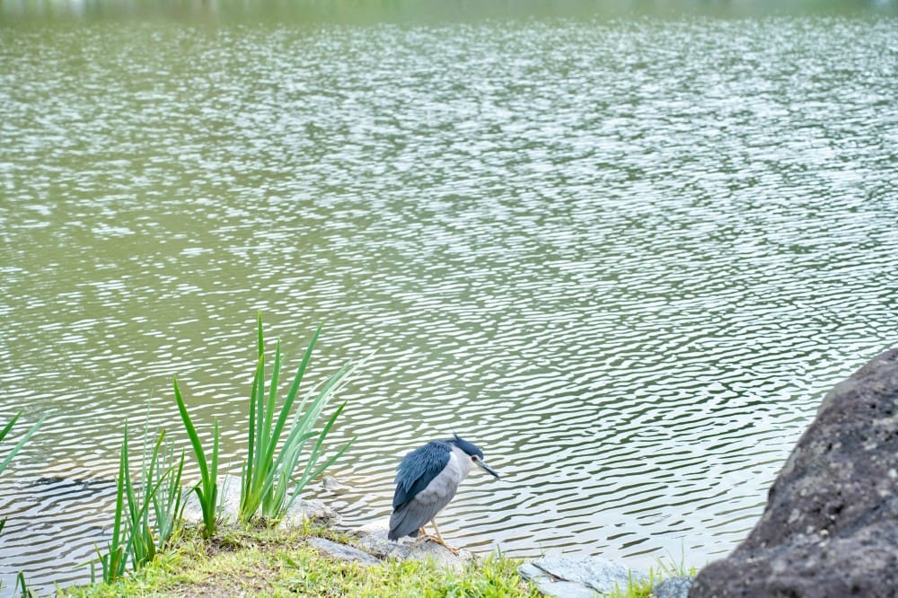 台北｜內湖大湖公園落羽松，野餐親子一日遊，帶毛孩步道散步，觀賞全台最美錦帶橋