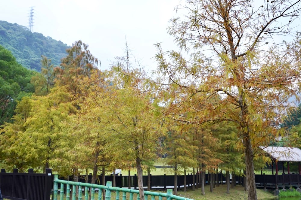台北｜原住民文化主題公園落羽松，故宮旁的秘境公園，免費景點，落雨松倒影一秒到韓國