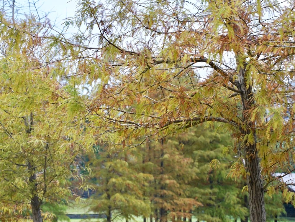 台北｜原住民文化主題公園落羽松，故宮旁的秘境公園，免費景點，落雨松倒影一秒到韓國