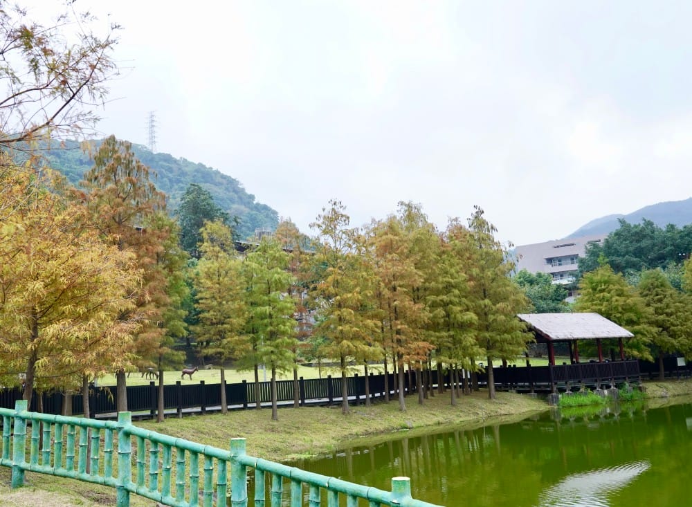 台北｜原住民文化主題公園落羽松，故宮旁的秘境公園，免費景點，落雨松倒影一秒到韓國