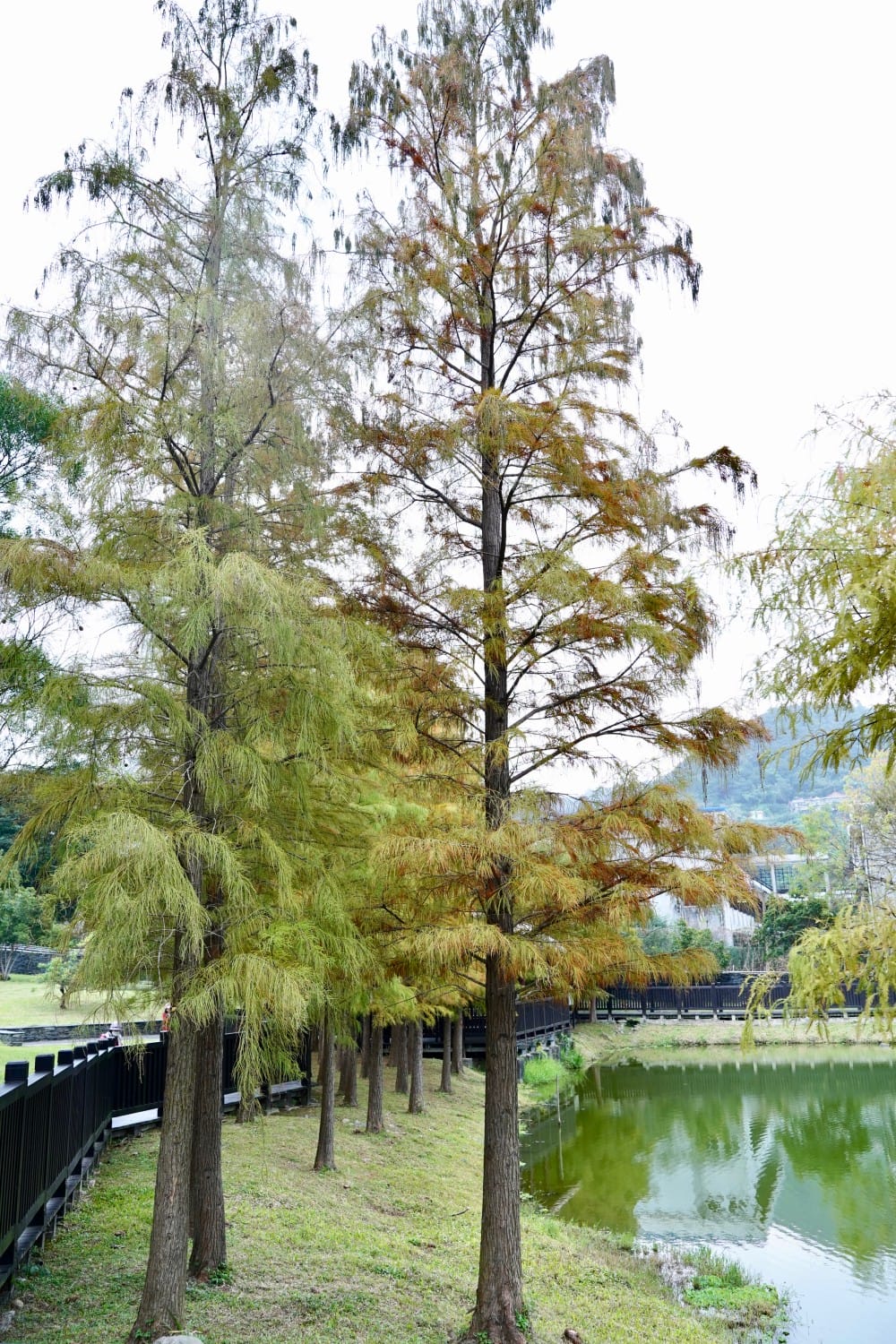 台北｜原住民文化主題公園落羽松，故宮旁的秘境公園，免費景點，落雨松倒影一秒到韓國