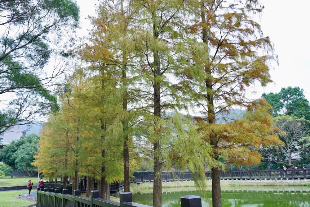 台北｜原住民文化主題公園落羽松，故宮旁的秘境公園，免費景點，落雨松倒影一秒到韓國