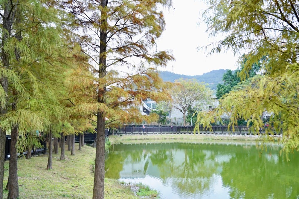 台北｜原住民文化主題公園落羽松，故宮旁的秘境公園，免費景點，落雨松倒影一秒到韓國