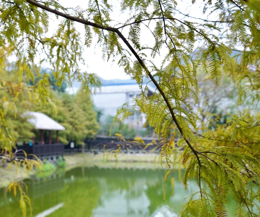 台北｜原住民文化主題公園落羽松，故宮旁的秘境公園，免費景點，落雨松倒影一秒到韓國