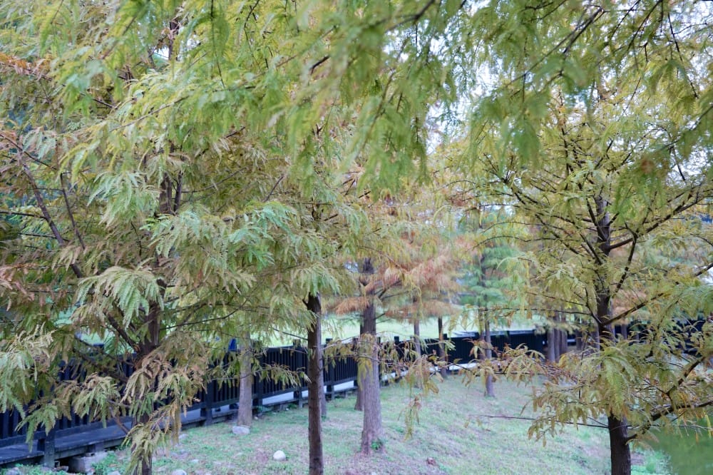 台北｜原住民文化主題公園落羽松，故宮旁的秘境公園，免費景點，落雨松倒影一秒到韓國