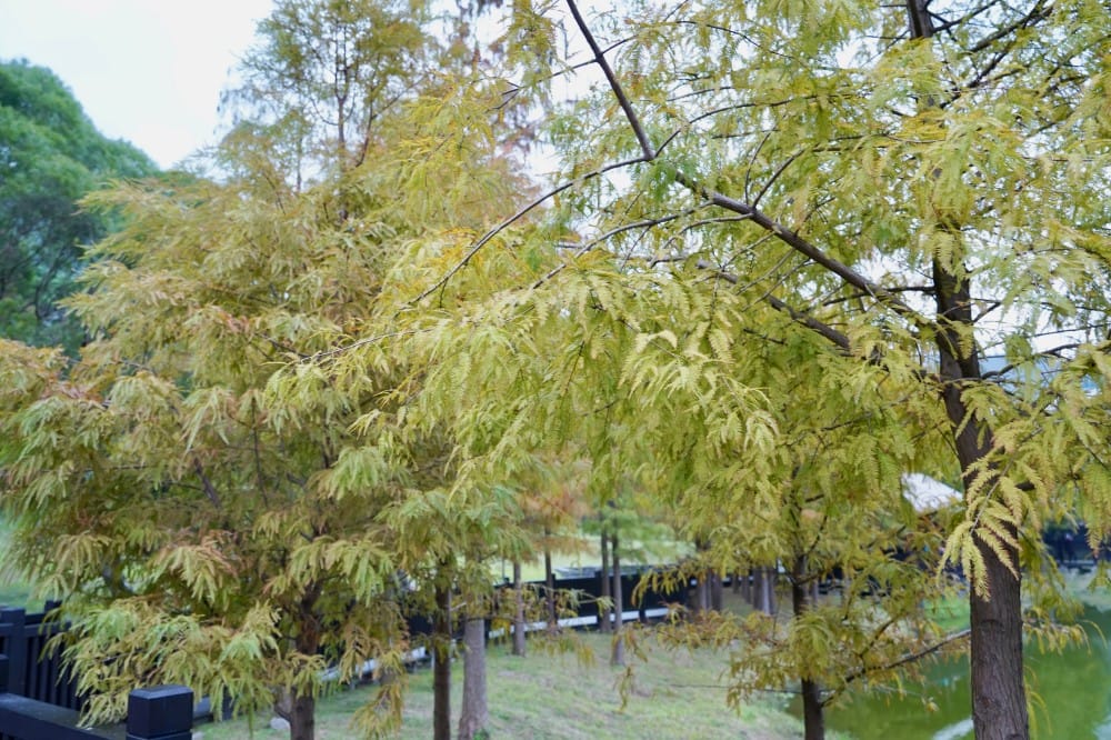 台北｜原住民文化主題公園落羽松，故宮旁的秘境公園，免費景點，落雨松倒影一秒到韓國