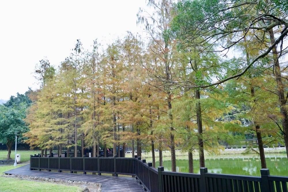 台北｜原住民文化主題公園落羽松，故宮旁的秘境公園，免費景點，落雨松倒影一秒到韓國