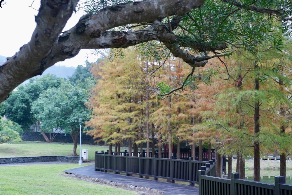 台北｜原住民文化主題公園落羽松，故宮旁的秘境公園，免費景點，落雨松倒影一秒到韓國