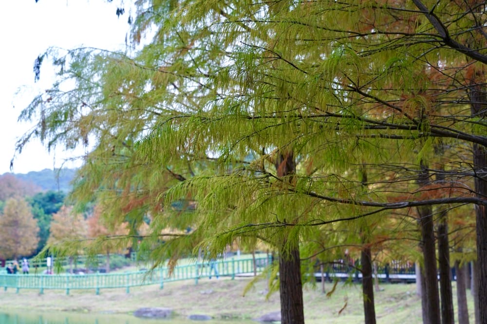 台北｜原住民文化主題公園落羽松，故宮旁的秘境公園，免費景點，落雨松倒影一秒到韓國