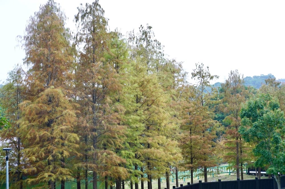 台北｜原住民文化主題公園落羽松，故宮旁的秘境公園，免費景點，落雨松倒影一秒到韓國
