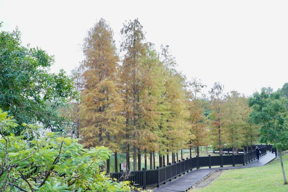 台北｜原住民文化主題公園落羽松，故宮旁的秘境公園，免費景點，落雨松倒影一秒到韓國